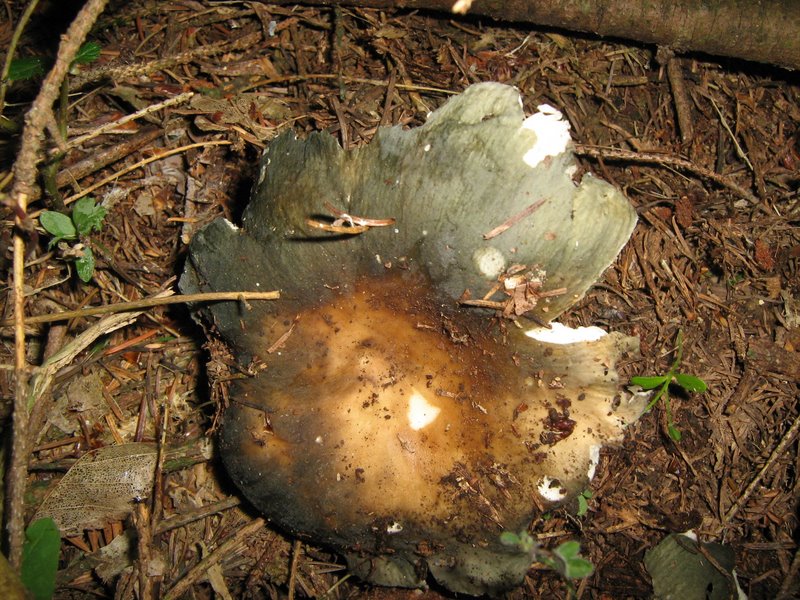 Ancora da Le Piastre (PT)